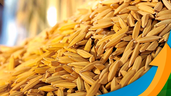 Uruguaiana/RS enfrenta falta de chuvas e plantio do arroz deverá ser menor do que o previsto
