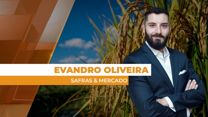 Preços do arroz estancam perdas após recuo intenso, mas mercado está travado agora no BR