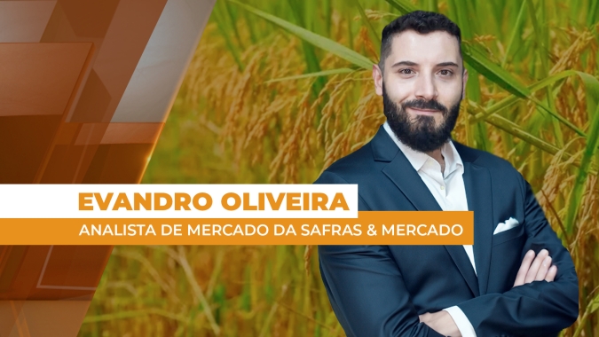 Plantio de arroz avança em meio a exportações em alta