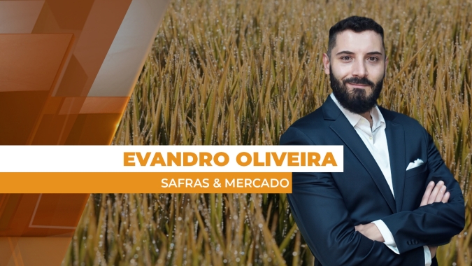 Arroz tem preços pressionados e produtores têm de estar em alerta sobre estratégias de comercialização
