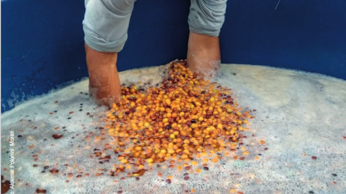 Estocagem de frutos maduros em água é recomendada para produtores de cafés especiais