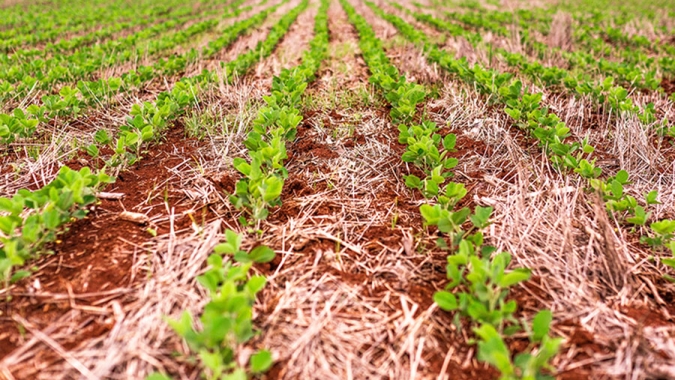 Novas variedades de soja aliam tolerância a herbicidas e resistência às principais pragas da cultura