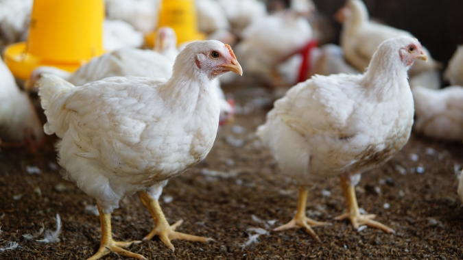 Preços estáveis encerram esta segunda-feira (14) para o mercado do frango