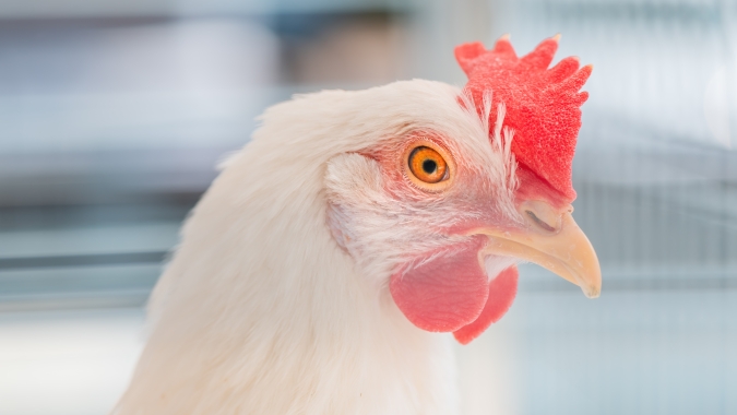 Com início do mês, preços do frango no atacado paulista seguem com altas nesta 4ª feira