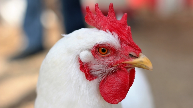 Frango/Cepea: Poder de compra frente ao milho é o menor desde abr/23