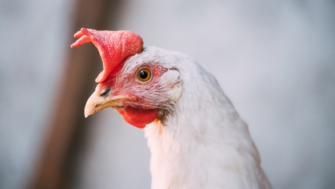 Frango/Cepea: Exportações de outubro são as maiores para o período