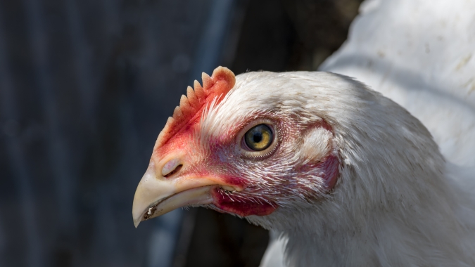 Goiás realiza mapeamento sanitário de aves para manter status livre de Influenza Aviária e doença de Newcastle
