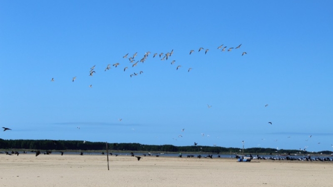 Devido à casos de gripe aviária, Chile suspende temporada de caça a aves selvagens