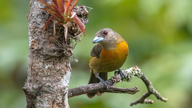 Abertura de mercado no México para exportação de aves de exibição e reprodução