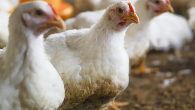 Compassion in World Farming aponta ganhos no bem-estar avícola em meio ao lento avanço da mudança de raça