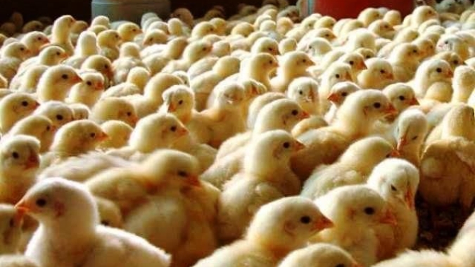 Interação humana positiva pode melhorar o bem-estar de pintinhos desde os primeiros dias