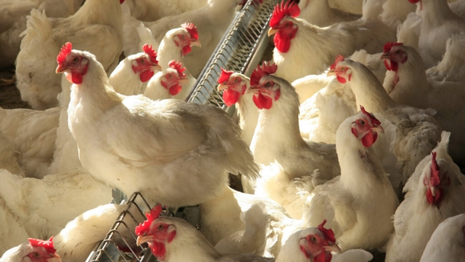 Avicultura impulsiona emprego na pecuária com alta de 7% na população ocupada em 2025