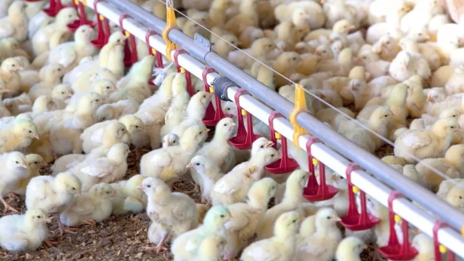 Sanidade na avicultura: doença de Newcastle avança na Alemanha e acende alerta no setor europeu