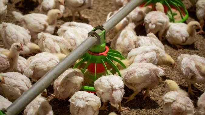 Produção de frango em Angola avança em 2026, mas país segue dependente de importações