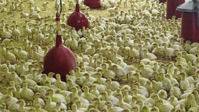 Avicultura da Rússia amplia exportação de peru, mas enfrenta gargalos produtivos e pressão externa