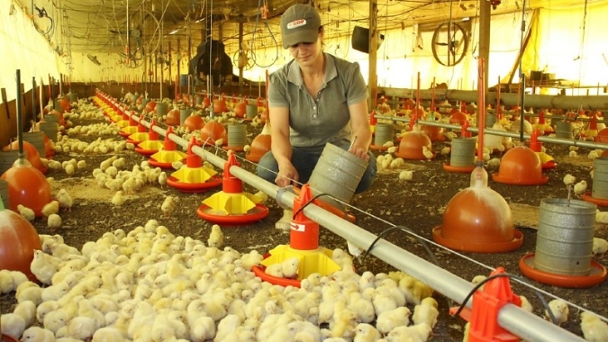 Avicultura de Mato Grosso do Sul cresce em 2026 e abate de frangos avança 6,97%