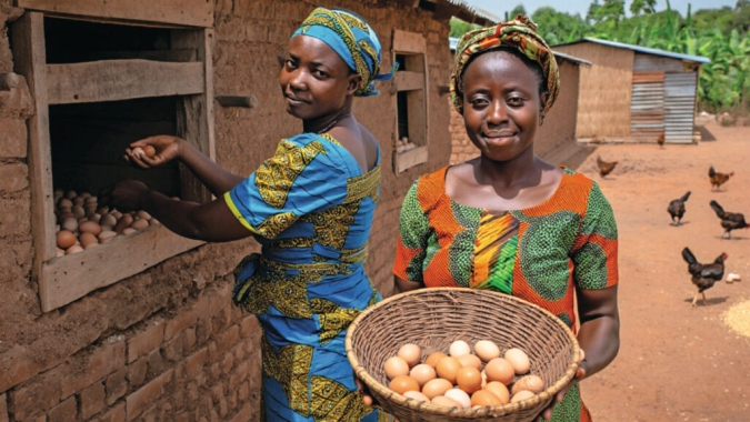 Avicultura na África: projeto amplia acesso a genética e fortalece pequenos produtores em Gana