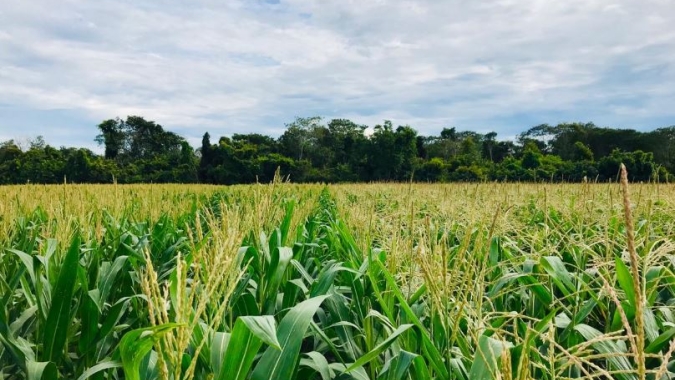 Milho safrinha no Paraná já está com 36% em frutificação e 4% em maturação