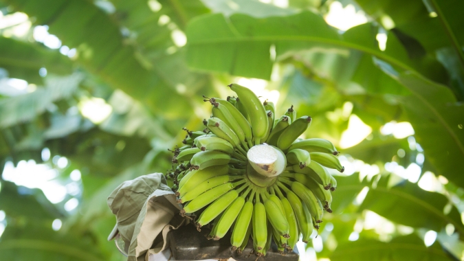 Banana: Oferta da prata começa a se controlar?