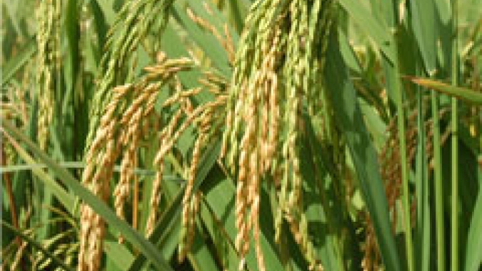 Santa Catarina é líder de cultivo no sistema pré-germinado de arroz