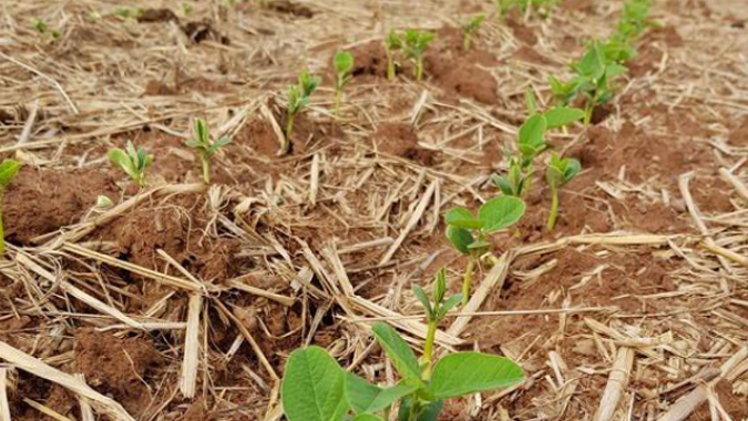 Plantio de soja 24/25 do Brasil avança para 86%, diz AgRural