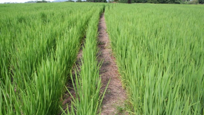 Rio Grande do Sul: duas regionais atingem 100% da área semeada de arroz