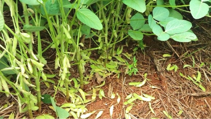 Soja: Abortamento de vagens, entre outros problemas, leva Conab a reduzir produtividade no PR