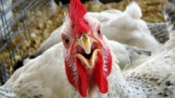 Preço do frango vivo apresenta ganho de 6,59% em Santa Catarina