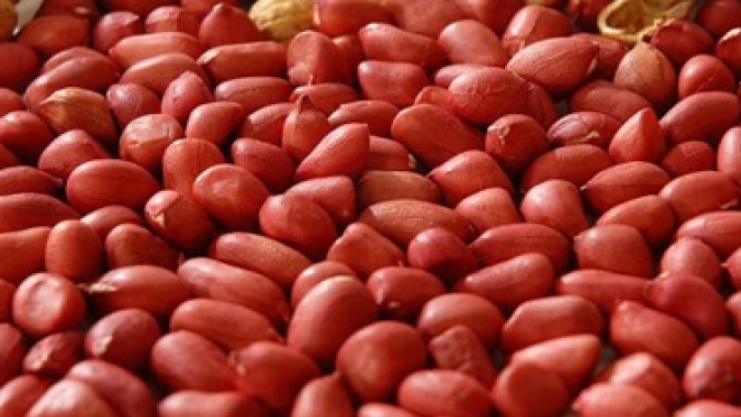Amendoim se destaca na segunda prévia da safra 22/23 e consolida São Paulo como maior produtor