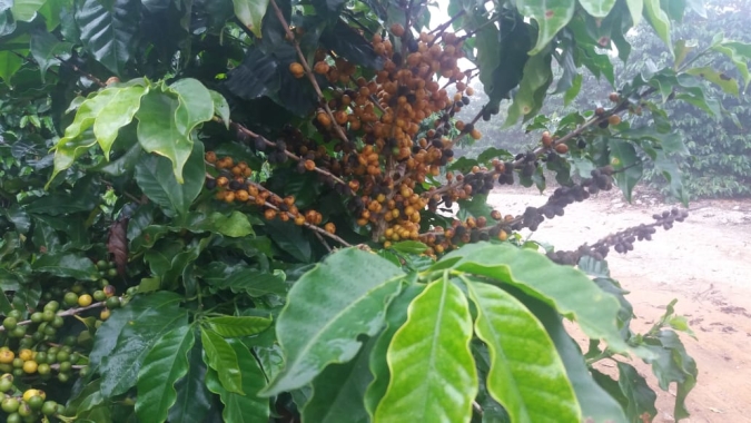 Safras aponta atraso na comercialização antecipada de café 2023/24 do Brasil