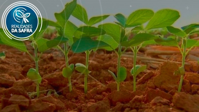 Chapadão do Sul/MS se encaminha para final do plantio da soja e espera produtividade alta
