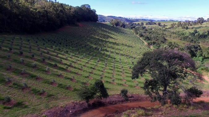 Organização da Abertura da Colheita da Oliva intensifica convites à autoridades