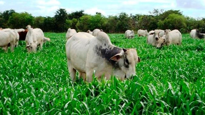 Projeto FlyUP, da UPL, usa inteligência artificial no manejo da cana e da pastagem