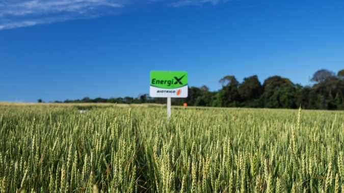 Em meio a seca, inverno é opção para produção de silagem e pré-secado