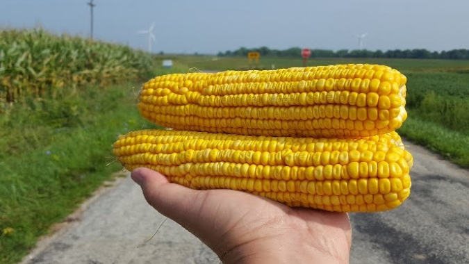 Primeiros números do ProFarmer mostram forte potencial da safra 2018/19 dos EUA