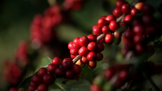 Café: Preços fecham em alta na Bolsa de NY nesta 3ª feira, apesar dos temores com coronavírus