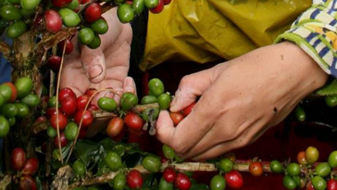 Colheita da safra 2020 de café alcança 43,91% até 10 de julho, diz Cooxupé