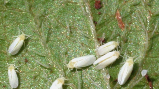 Fungo Clonostachys rosea é eficiente contra o mofo-branco e a mosca-branca