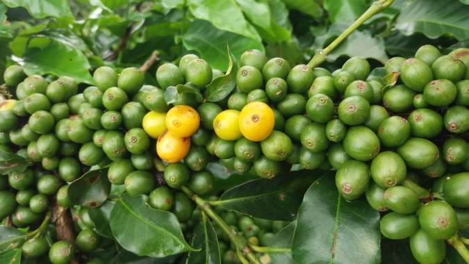 Café inicia mais uma sessão com poucas variações; Março/20 cotado a 100,95 cents/lbp