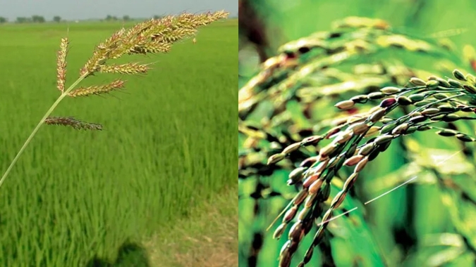 Manejo de resistência de ervas daninhas no arroz ganha novo aliado com herbicida que tem dois modos de ação no mesmo produto