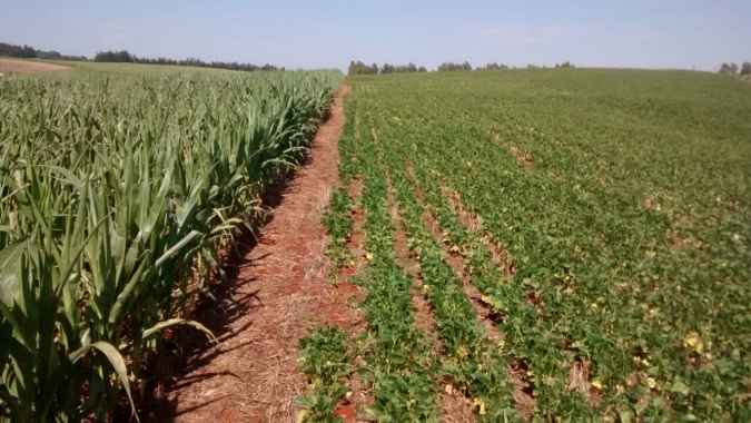 Governo do Estado acompanha os impactos da estiagem no meio rural catarinense