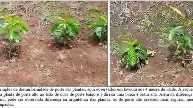 Procafé: Como evitar mistura de plantas de café de porte alto e baixo na lavoura