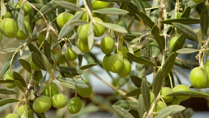 Pesquisadores da Seapdr/RS divulgam trabalhos realizados com oliveiras