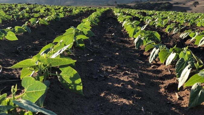 É hora de plantar feijão, tem um vazio de oferta projetado para o Brasil e o mundo, afirma Ibrafe