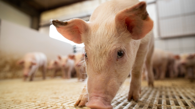 Agricultores podem abater 130 mil suínos enquanto a greve de Quebec, no Canadá, interrrompe funcionamento de frigoríficos
