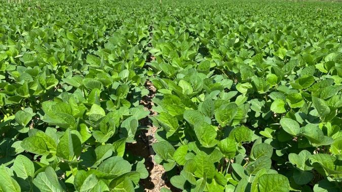 Planejamento da próxima safra de grãos já pode começar; ferramenta digital gratuita PlantUP é aliada dos produtores