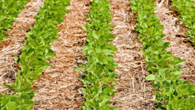 Plantio das lavouras de feijão 1ª safra atinge 80% da área em algumas regiões