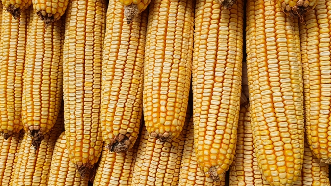 Milho abre a sexta-feira em campo misto e próximo da estabilidade na B3