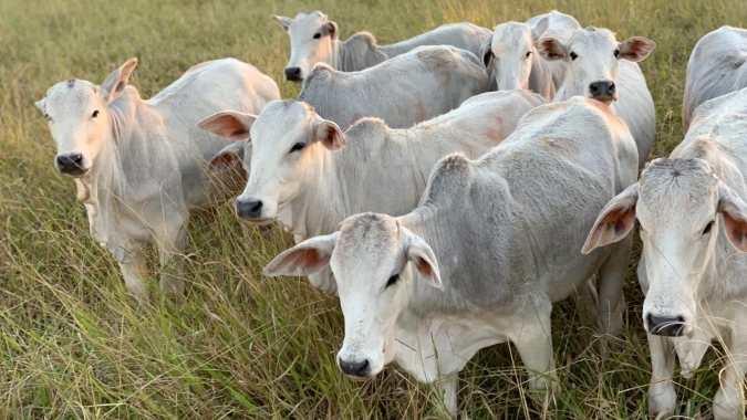Abertura do mês de setembro na plataforma Agrobrazil apontou para valorização na cotação média de Mato Grosso do Sul