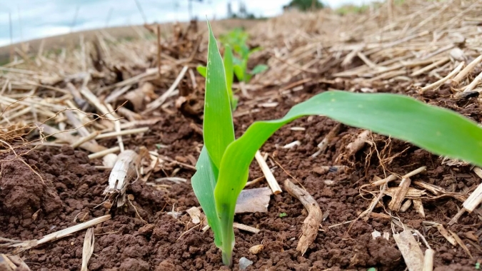 Encurtamento do ciclo da soja ajudou avanço do plantio do milho em muitas regiões, mas clima à frente preocupa